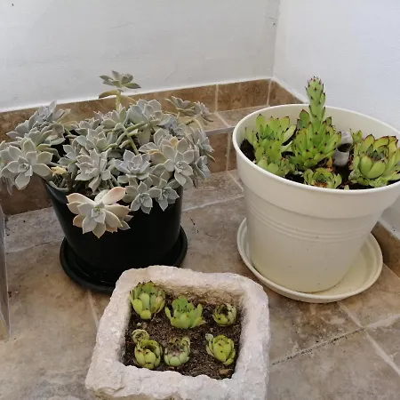 Apartment Apartman Jele With Garden Split